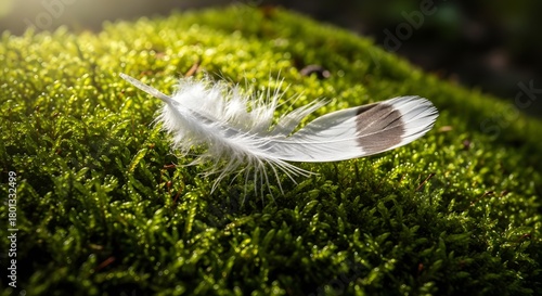 Close-up of a delicate white feather resting on vibrant green moss in natural sunlight, highlighting the intricate details and textures of both the feather and moss