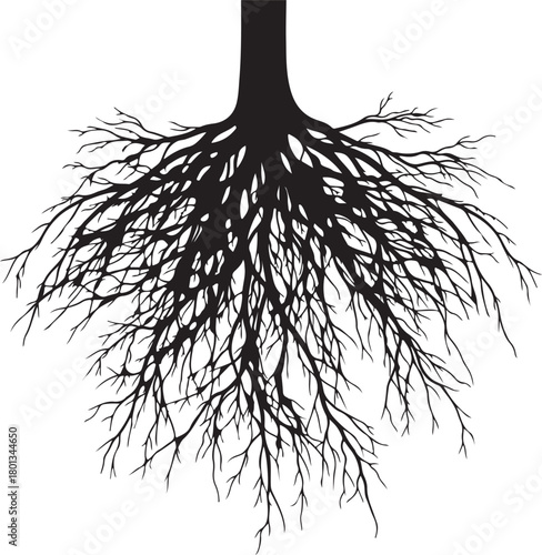 Black silhouette of tree roots spreading outwards on a white background plant nature on transparent background