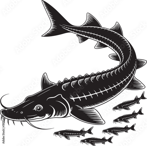 Black and white silhouette of large sturgeon fish with several small fish on transparent background