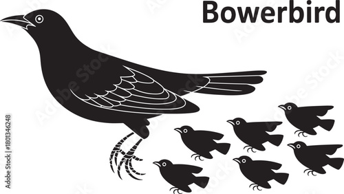 Bowerbird species standing side view with small flock of identical birds monochrome vector silhouette graphic