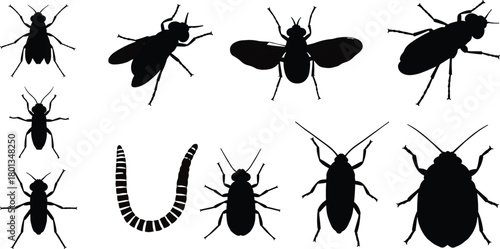 Silhouettes of insects, beetles, ants, cockroach, flies, worm, arthropods, biology, entomology, zoology, pest, wildlife, nature, science, education, identification, black, isolated
