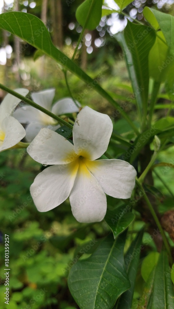 Obraz premium beautiful white, red, and yellow flowers in the garden 