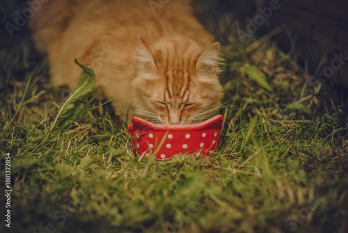 Red street cat came to eat