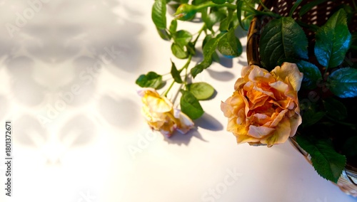 Blossom rose flower with blurred background of rose and floral shadow. Top view of yellow rose in the basket with copy space. Still-life floral, minimal, fragrant, leaves concept for wallpaper, web.