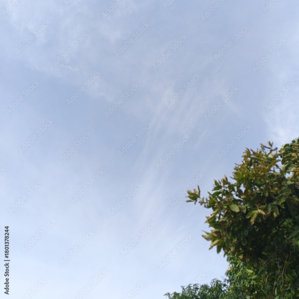 Obraz premium sky and tree