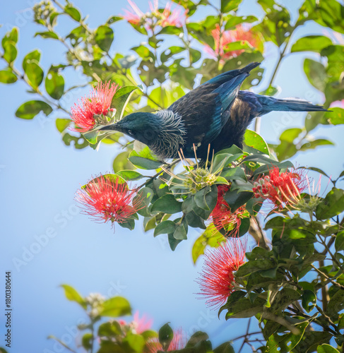 Tui bird feeding on nectar of Pohutukawa flowers. New Zealand Christmas Tree.