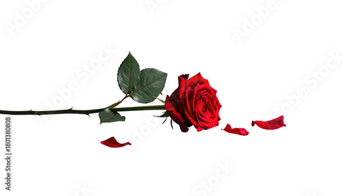 Wallpaper Mural A singular crimson rose laying down, with scattered petals on a stark black backdrop Torontodigital.ca