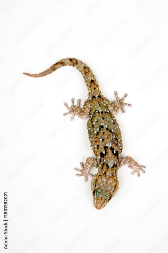 Naklejka premium Turner’s (Thick-toed) Gecko // Turners Dickfingergecko (Chondrodactylus turneri)