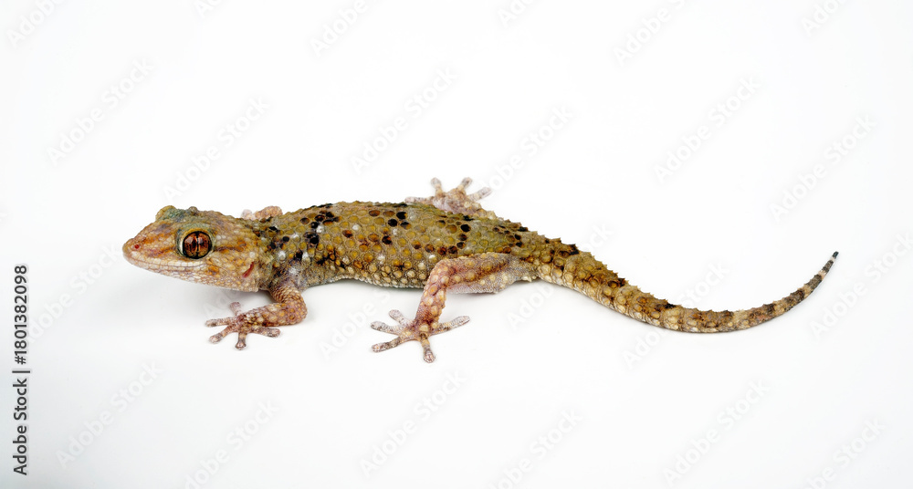Naklejka premium Turner’s (Thick-toed) Gecko // Turners Dickfingergecko (Chondrodactylus turneri)