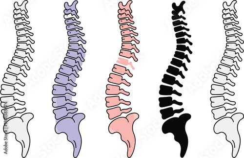 Human spine anatomy vector set showing vertebral column structure, medical illustration of backbone, orthopedic diagram, physiotherapy education graphic collection