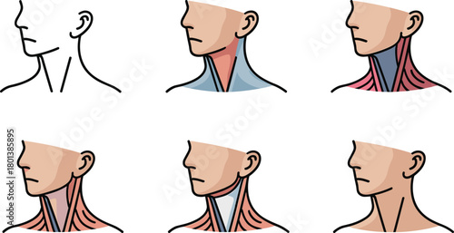 Human neck anatomy illustration set showing muscle layers, medical diagram of cervical structure, physiotherapy reference, educational anatomical vector collection