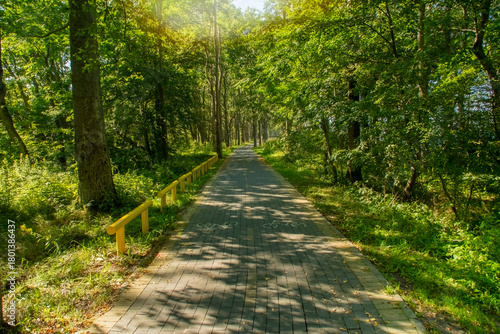 A paved path in the park. A walking and cycling trail through the trees.