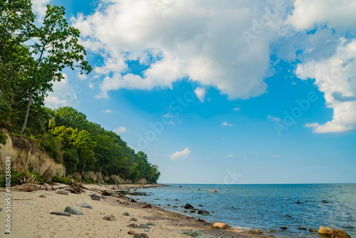 An empty sandy coastline in the wild. A beach with pine trees on a high bank.