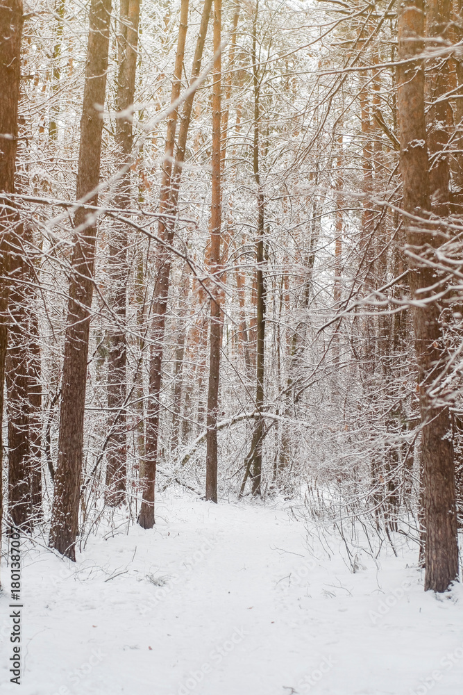 Fototapeta premium A trodden path in a winter forest. A path between trees in a park. Background with a winter landscape.