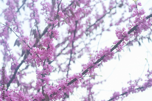 Bright pink flowers growing on a branch. The tree gradually blossoms in spring with beautiful inflorescences. Eastern redbud during flowering.