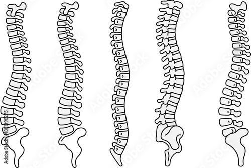 Detailed human spine illustration showing vertebral column anatomy, medical backbone structure diagram, spinal curvature alignment, educational orthopedic anatomy reference drawing