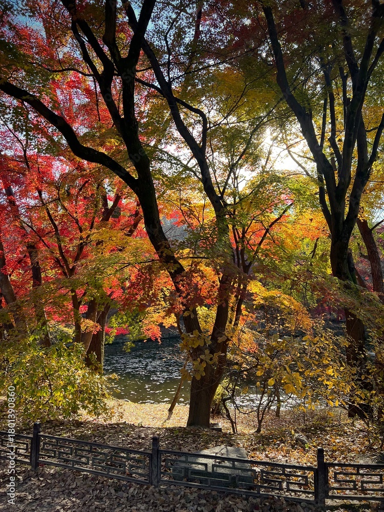 Naklejka premium Vibrant yellow and red trees in autumn sunlight in a peaceful forest park in Seoul