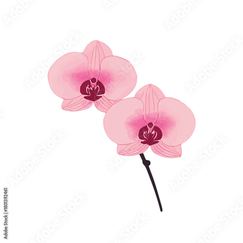 Minimalist ink wash painting with pink phalaenopsis orchid. Traditional oriental ink painting sumi-e, u-sin, go-hua. Translation of hieroglyph - eternity.
