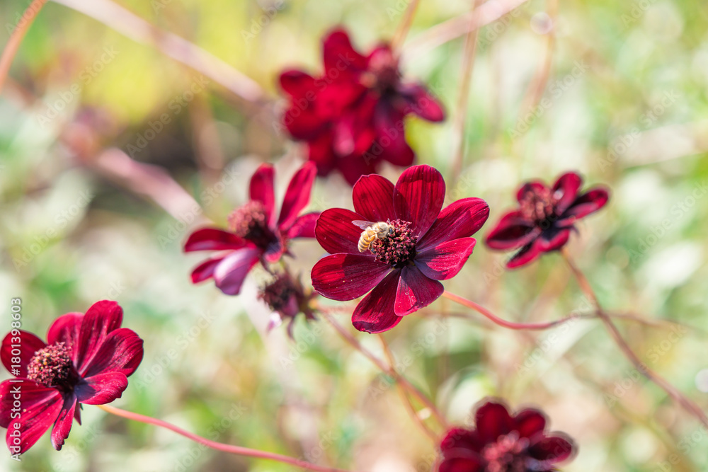 Fototapeta premium 秋のチョコレートコスモスで蜜を集めるミツバチ