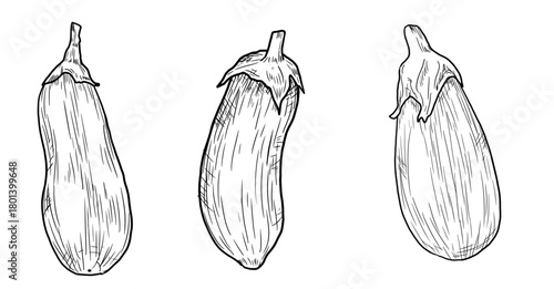 Whole eggplant, sketch. Vector illustration. A set of vegetables from the garden is isolated on a white background. For street festival, farmer's market, country fair and shop, menu, cafe, restaurant
