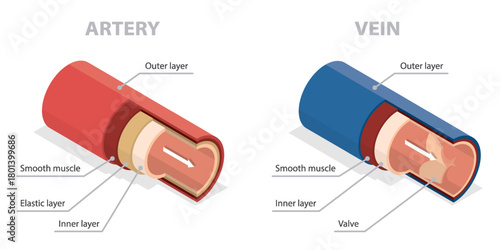 Artery vs vein structure compared with anatomical differences outline diagram. Healthy cardiovascular flow. Labeled isometric educational flat banner.