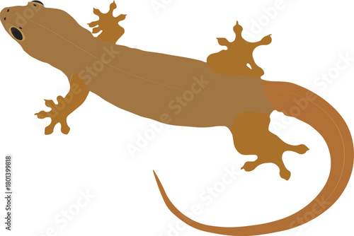 Brown gecko lizard silhouette on white background isolated