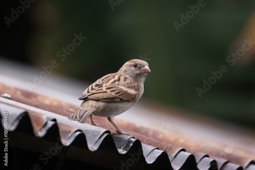 A house sparrow (Passer domesticus) sitting on a tin roof.