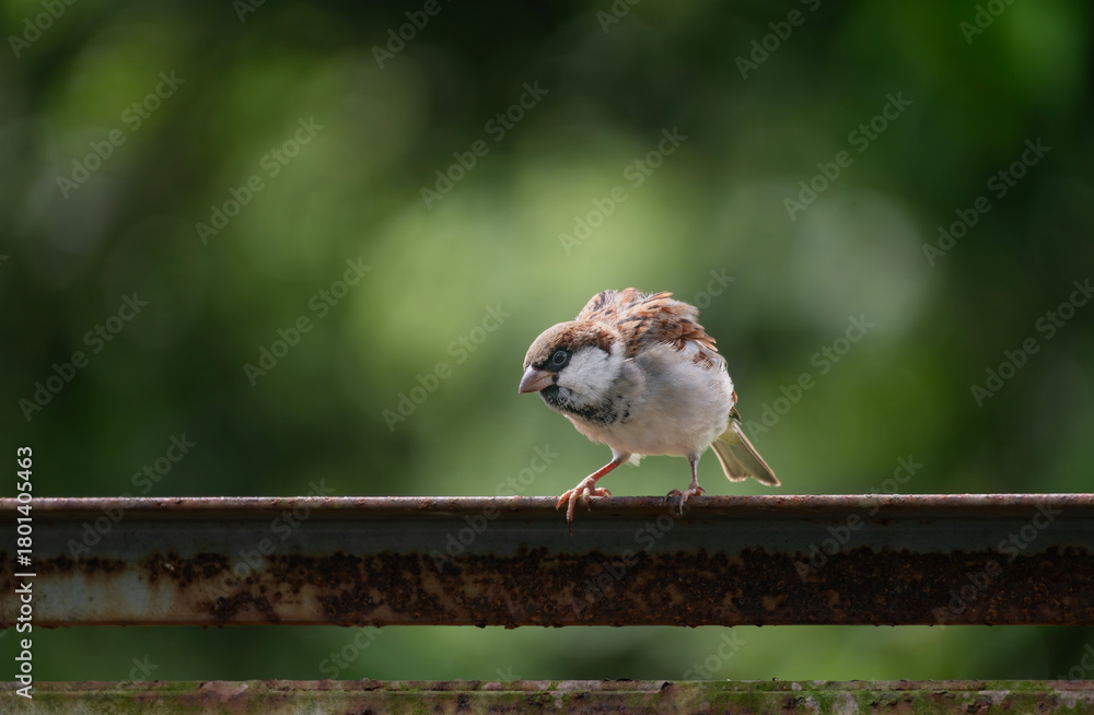 Naklejka premium A house sparrow (Passer domesticus)