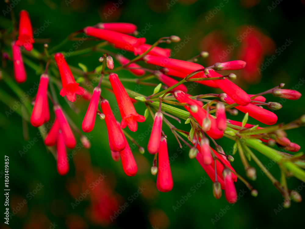 Fototapeta premium Red Russelia Equisetiformis Firecracker Plant Tubular Flowers Blooming on Green Background Bokeh