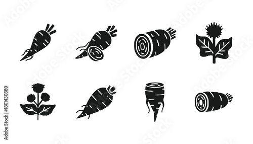 Vector illustration of black salsify roots and plant design