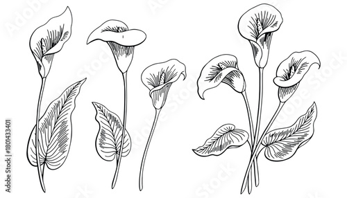 Calla lily flower line art drawing botanical illustration art