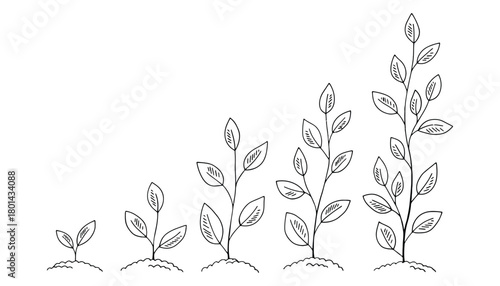 Growth stages of plant drawing illustration vector graphic