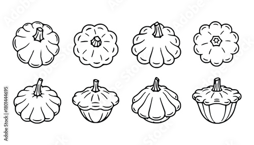 Pattypan squash vector outline illustration drawing set art