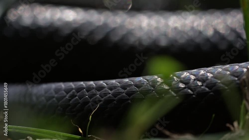 Slithering snake close up. Black snake crawling. Snakes in motion. Creeping reptile. Macro scaly snake skin. Exotic reptilian pattern. Snakes scales detailed reptilian texture. Black leathery lizard