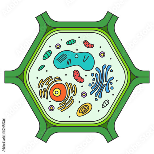 Plant Cell diagram illustration