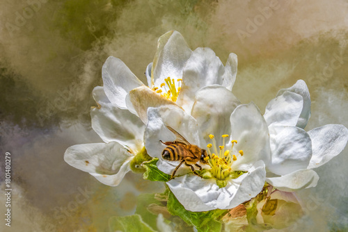 Honey Bee Pollinating White Apple Blossom Flower in Springtime Fog with Copy Space