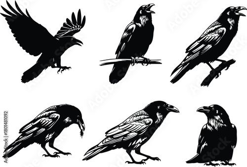 Black crow silhouette collection featuring six detailed raven poses on white background, showcasing flying, perching, feeding, standing, and calling behaviors for wildlife vector illustration design