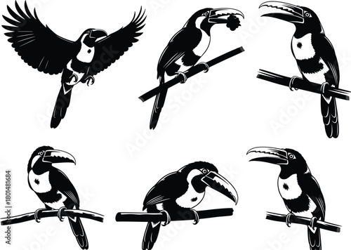 Dynamic toucan bird silhouette illustration collection featuring flying, perching, feeding, and resting poses, ideal for tropical wildlife vector artwork, nature design, and exotic themes