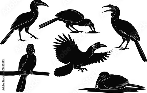 Elegant black hornbill silhouettes in various natural poses, showcasing flight, feeding, perching, and resting behaviors in a detailed wildlife vector illustration design, premium artwork