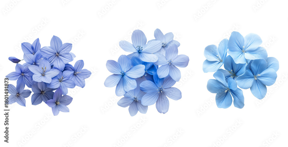 Naklejka premium Delicate Blue Flower Cluster Set Isolated on White Background. Blue Star-Shaped Bloom Flower Set PNG Isolated.
