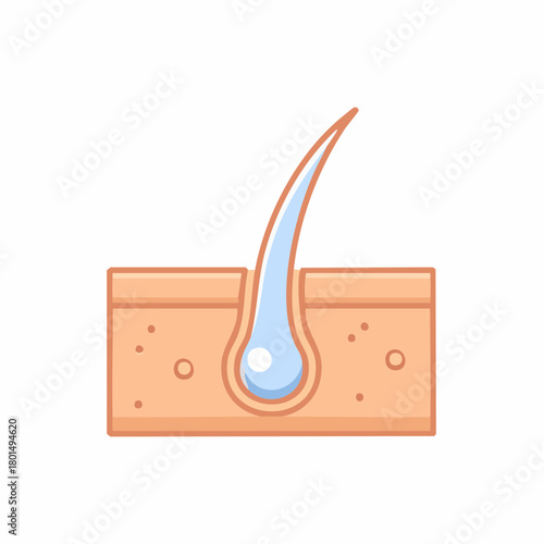 Hair follicle cross section, illustration of human skin, anatomy medical concept.