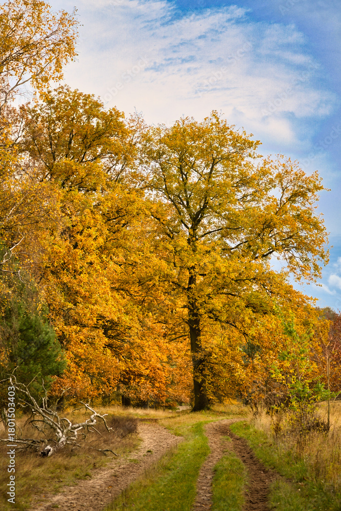 Naklejka premium Bright yellow oak tree by the forest path in autumn under a blue sky.