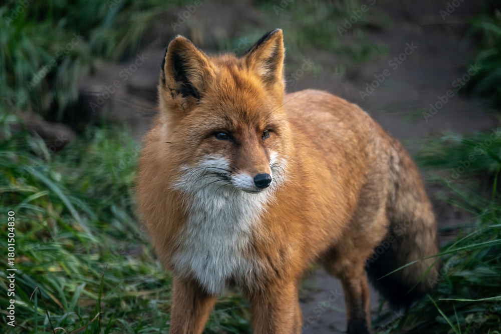 Fototapeta premium A red fox in its natural habitat on an autumn day on a green meadow. 
