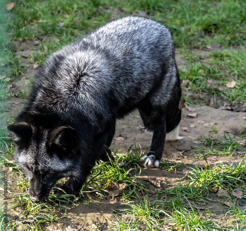 Fototapeta premium A silver fox in its natural habitat on an autumn day on a green meadow