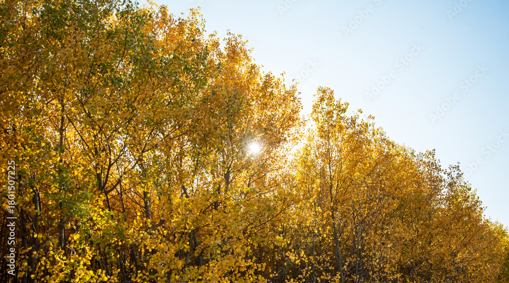 Fototapeta premium Sunlight pierces through the golden canopy of an autumn forest, casting a warm glow over the vibrant yellow leaves against a clear sky.