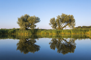 Plexiglas schilderij Reflectie Twee bomen weerspiegeld in stil water  © Hazel