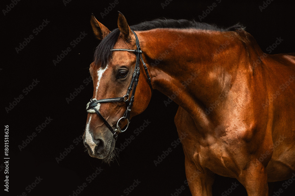 Fototapeta premium portrait of a horse