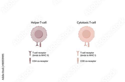 T Cell, CD4+ helper T cell and CD8+ cytotoxic T cell, CD Antigen Types, CD4 And CD8. T lymphocyte types. Vector Illustration.