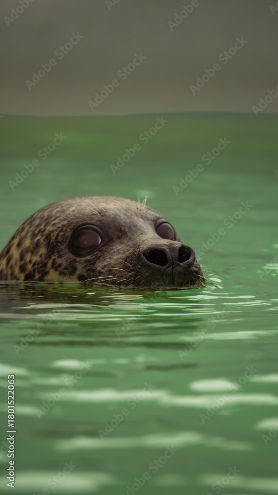 Fototapeta premium seal in the water