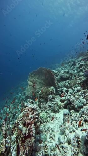 Wallpaper Mural Giant Sea Fan (Annella Molis). Sharm el Sheikh, Egypt.

 Torontodigital.ca